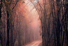 欧冠ds足球是什么？它能为球迷带来哪些独特体验？